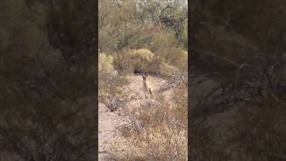 Coyote goes for a slide wildlife coyote coyotes nature foxpro [upl. by Malvino]