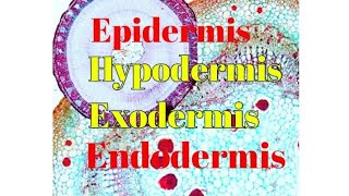 Epidermis Endodermis Exodermis Hypodermis Epiblema  Exodermis amp Hypodermis in plant anatomy [upl. by Tterag]