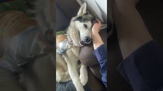 Sojou Love You Loads malamutelovers alaskanmalamutes dogbehaviour [upl. by Schwinn]