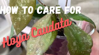 How To Care For Hoya Caudata General Care For Hoya Caudata Sumatra [upl. by Yerfej385]