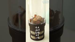 日本toffy 【桂花酸梅冰茶】Classic 電動冷萃咖啡瓶 [upl. by Edmanda349]