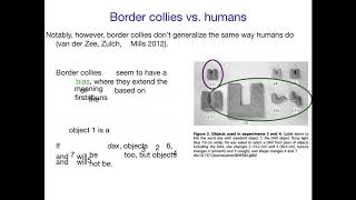 AcqOfLang1 Lexical biases in humans and border collies [upl. by Ahar788]