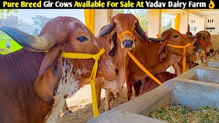 Top Quality 100 Pure Breed Gir Cows Of Gujarat Available For Sale At Yadav Dairy Farm Lucknow UP [upl. by Sylram]