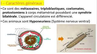 Biologie animale  Embranchement des Annélides [upl. by Riannon268]