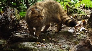 GATTO SELVATICO IL FANTASMA DEI BOSCHI [upl. by Rachel]