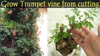 How to grow trumpet vine from cutting grow Tecoma vine from cutting [upl. by Odelet12]