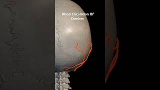 circulation anatomyandphysiology cardiovascularsystem [upl. by Inavihs]