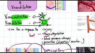 vasoconstriction and vasodilation [upl. by Aineles]