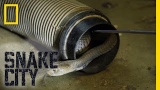 The Dangers of the Mozambique Spitting Cobra  Snake City [upl. by Zita484]