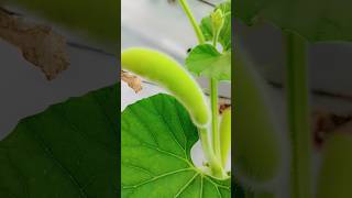 mini fruit of bottle gourd plant gardening [upl. by Ronda]