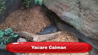 Yacare Caiman  Krokodille Zoo Denmark [upl. by Sajovich]