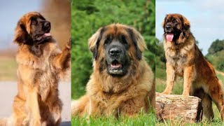 Leonberger  Funny and Cute dog video compilation in 2022 [upl. by Nadnerb]