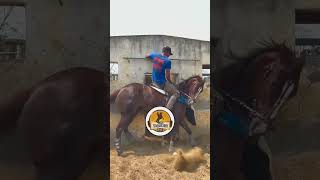 Vaquejada meu esporte 💪🏽🫶🏽 fy vaquejada cavalo cavalosselados cavalos cavalopaixao [upl. by Aicilehp346]