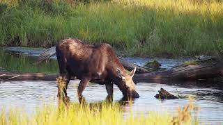 Moose Sighting at Moosehead Lake Greenville Maine [upl. by Ridan]