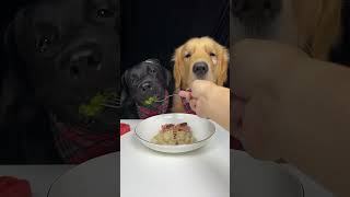 Golden Brother Tried To Steal My Last Dumpling But Failed Labrador and Golden Cute Pet Debut Plan [upl. by Virgina]