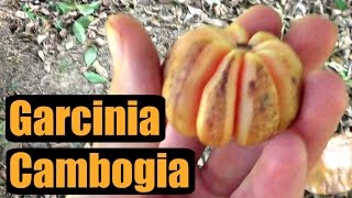 FRESH Garcinia Cambogia Review  Weird Fruit Explorer Ep 157 [upl. by Homans771]