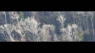 2021 video that National Aviary says shows ivorybilled woodpecker in flight [upl. by Chambers540]