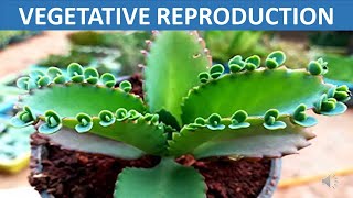 Vegetative Reproduction  Stem Root Leaves Spore  Science Educational Video for Children [upl. by Nylrehc]