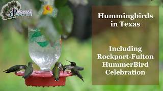 Hummingbirds in Texas Including Rockport Fulton HummerBird Celebration1 [upl. by Marcelline]