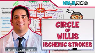 Circulatory System  Circle of Willis Ischemic Strokes [upl. by Nelon804]