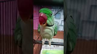 Mithua ka आम talkingparro comedyfilms cuteanimals funny parro comedymovies birds [upl. by Dnana327]