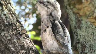 Aves do Brasil  O belo urutau ou Mãedalua pássarofantasma [upl. by Cherilynn193]