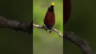 Montezuma Oropendola 🐦😍 [upl. by Adanama]