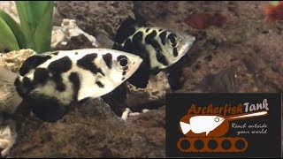 Welcome to Archerfish Tank [upl. by Domela]