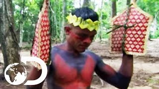 The SateréMawé Tribe Subject Themselves To Over 120 Bullet Ant Stings  Wildest Latin America [upl. by Attenoj]