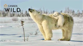 Polar Bear Love 💖Sweetest Newborn Bear Cub Clings to Mama precious baby bear  Canada Wild 🇨🇦 [upl. by Thier]