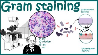 GRAM STAINING  Gram staining protocol  Bacterial Staining Technique  Microbiology [upl. by Aduh]