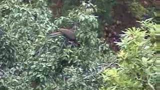 Crested Guan Penelope purpurascens vocalizing feeding [upl. by Ahsi846]