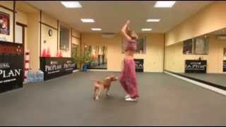 Bellydancing Pitbull Dogperro [upl. by Conal471]