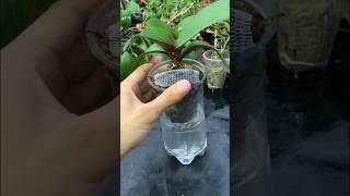 Grow orchids without watering orchid [upl. by Meekyh]