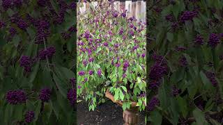 Why we call Callicarpa beautyberry landscaper garden shrubs gardening [upl. by Alleinad956]