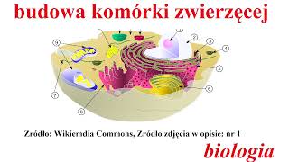 Budowa komórki zwierzęcej [upl. by Doowron]