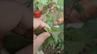 pinching plant for new growth gardening shorts [upl. by Airotahs]