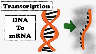 Protein Synthesis  Part 1  Transcription and eukaryotic mRNA processing [upl. by Culbertson499]