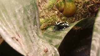 Dendrobates auratus calling [upl. by Jaquith949]