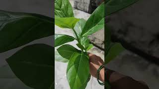 Removing calotropis Plant from My Garden A StepbyStep Guide short ytshorts viral shorts [upl. by Aerdnod]