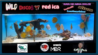 Impresionante acuario de wild discus red ica raya potamotrygon Altum loricaridos y mas [upl. by Aleydis783]