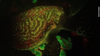 This Turtle Is Fluorescent And Scientists Arent Sure Why  Newsy [upl. by Nuhsed]