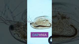 👁️ Witness the Smallest Beating Heart Inside a Daphnia [upl. by Notsuoh525]