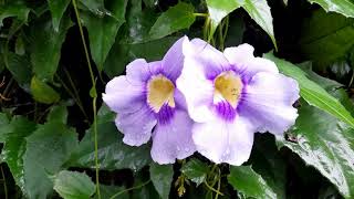 Thunbergia grandiflorapowerful invasive in many regions [upl. by Ahsaz904]