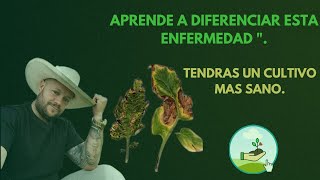 Diferencias entre la mancha bacteriana y la alternaria en el tomate y otros cultivos [upl. by Rise597]