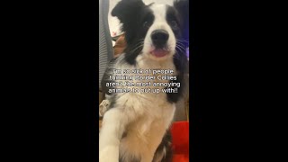 Seriously who thought border collies make good pets smh 🤦‍♂️ bordercollie catanddog notfriends [upl. by Ynavoj60]