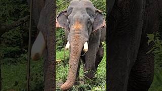 Kerala elephant kerala thrissur kunnamkulam [upl. by Aibat]