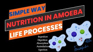 Nutrition in Amoeba [upl. by Ennazor]