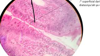 Histologi Blok 1  Jenis Epitel [upl. by Robbi]