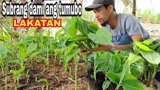 Bagging macro propagation banana lakatan healthy planting material GhaAgriTv [upl. by Bethel]